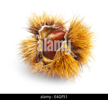 Fruits, hérisson châtaignier isolé sur fond blanc. Banque D'Images