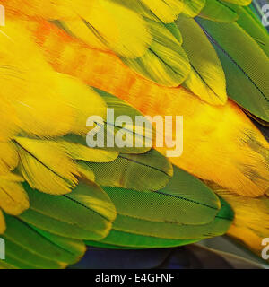 Jaune et orange colorés, plumes d'oiseaux plumes Conure Soleil texture background Banque D'Images