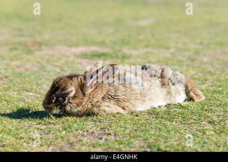 Lapin sauvage avec myxomatose, Royaume-Uni. Banque D'Images