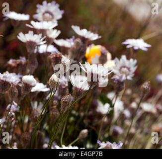 Image de de Catananche caerulea 'Amor White' croissant dans le jardin sensoriel, Beckenham Place Park, Lewisham, Londres. Banque D'Images