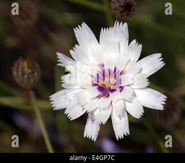 Macro image d'une seule fleur de Catananche caerulea 'Amor White' Banque D'Images
