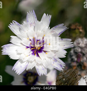 Macro image d'une seule fleur de Catananche caerulea 'Amor White' Banque D'Images