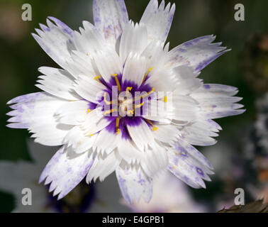Macro image d'une seule fleur de Catananche caerulea 'Amor White' Banque D'Images