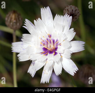 Macro image d'une seule fleur de Catananche caerulea 'Amor White' Banque D'Images