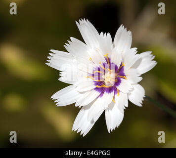 Macro image d'une seule fleur de Catananche caerulea 'Amor White' Banque D'Images