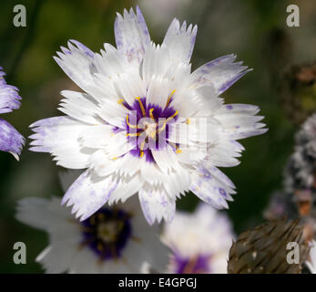 Macro image d'une seule fleur de Catananche caerulea 'Amor White' Banque D'Images