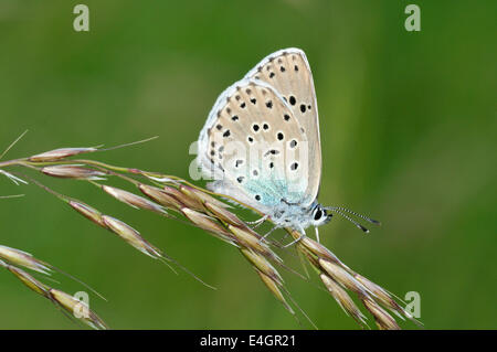 Grand Papillon Bleu - Maculinea arion dessous sur la tête de semences de graminées Banque D'Images