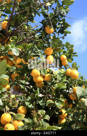 Lemon Tree trouvés dans les pays méditerranéens du Moyen-Orient Banque D'Images