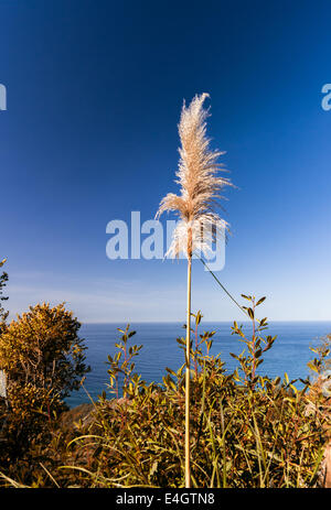 Au cours de l'avoine de Californie à l'océan Pacifique à Big Sur, CA USA Banque D'Images