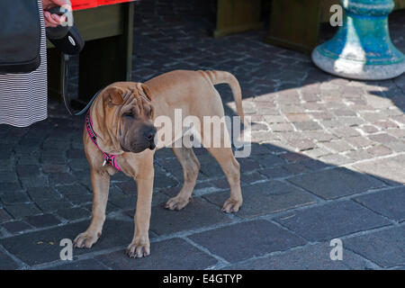 Shar-Pei,Shar Pei,Société,Chien, Banque D'Images