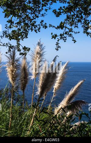 Au cours de l'avoine de la mer à l'océan Pacifique à Big Sur, CA USA Banque D'Images