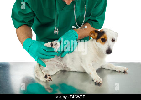 Le vétérinaire examine la hanche de chien sur fond blanc Banque D'Images