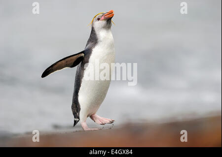 Manchot royal (Eudyptes schlegeli) marcher sur la plage à l'île Macquarie, sous les eaux de l'Antarctique de l'Australie. Banque D'Images