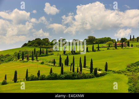 Winding road près de la Foce avec le célèbre cyprès au coeur de la Toscane, Italie Banque D'Images