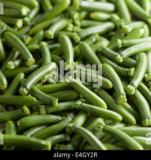 Courgette, Cucurbita pepo. Banque D'Images