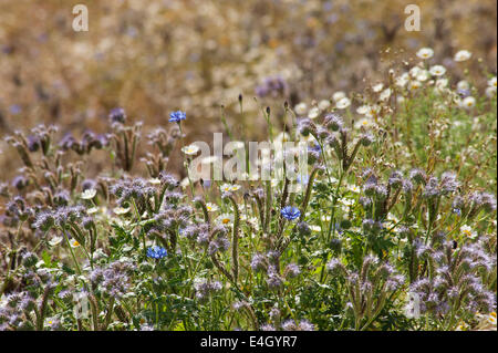 Mauvaises herbes Scorpion, Phacelia tanacetifolia. Banque D'Images