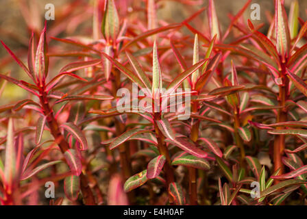 L'euphorbe ésule, Sikkim, euphorbe Euphorbia sikkimensis. Banque D'Images