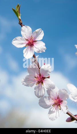 L'amandier, Prunus dulcis. Banque D'Images