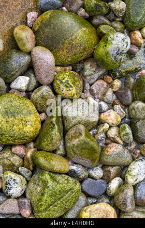 Plage de rochers couverts d'algues en faisant un fond coloré Banque D'Images