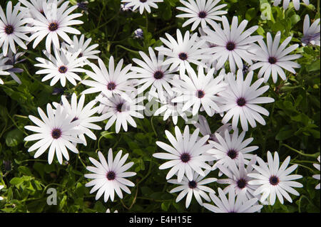 Osteospermum Osteospermum, ciliata. Banque D'Images