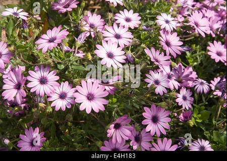 Osteospermum Osteospermum, ciliata. Banque D'Images