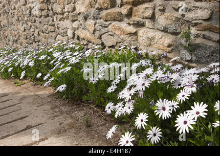 Osteospermum Osteospermum, ciliata. Banque D'Images