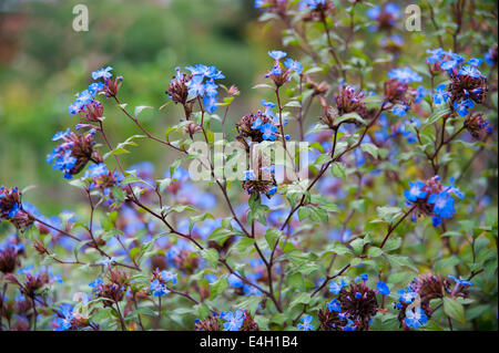 Plumbago, Ceratostigma willmottianum. Banque D'Images