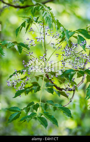 Melia azedarach, lilas de Perse. Banque D'Images