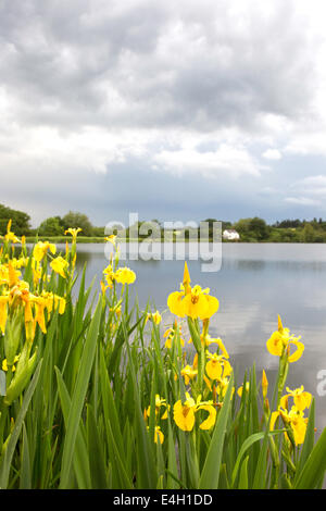 Iris jaunes qui poussent sur les rives d'un lac. Angleterre, Royaume-Uni Banque D'Images