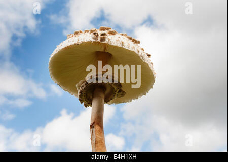 Champignon, mushroom Agaricus arvensis, Cheval. Banque D'Images