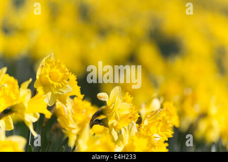 UK, Colchester, jonquilles dans le parc du château. Banque D'Images