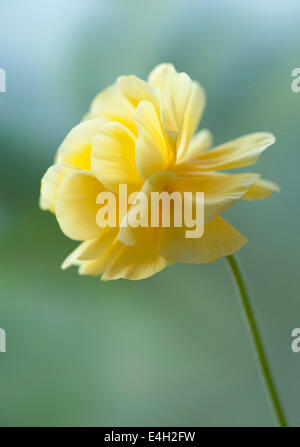 Ranunculus, Perse renoncules, Ranunculus asiaticus cultivar. Banque D'Images