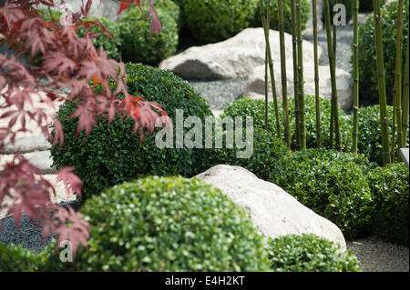 Fort, Commun, Buxus sempervirens. Banque D'Images