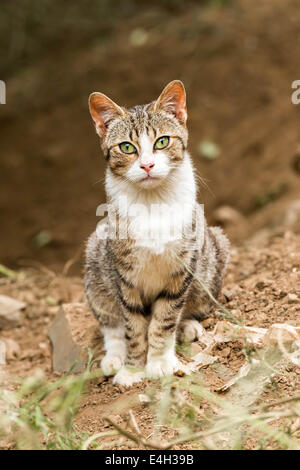 Jeune chat qui pose pour la photo Banque D'Images