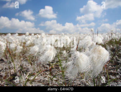 La linaigrette (Eriophorum angustifolium) prises dans la brise sur une belle journée ensoleillée sur Burbage Moor près de Sheffield, Peak District Banque D'Images