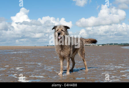 Irish Wolfhound sur la plage Banque D'Images