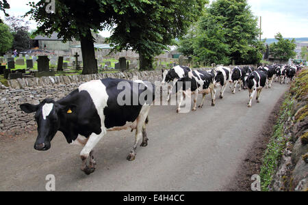 Les vaches laitières Holstein Friesian amble jusqu'un chemin de campagne dans le Peak District, Derbyshire, Angleterre, Royaume-Uni Banque D'Images