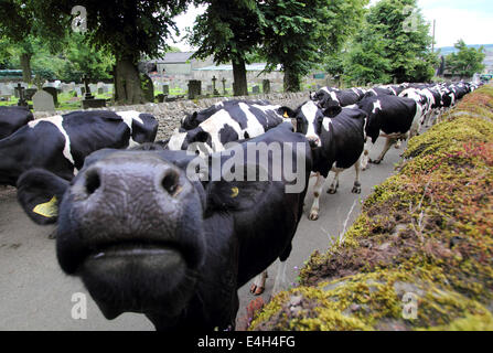 Les vaches laitières Holstein Friesian amble jusqu'un chemin de campagne dans le Peak District, Derbyshire, Angleterre, Royaume-Uni Banque D'Images
