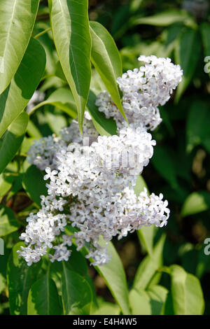 Buddleja davidii 'White Profusion' en pleine floraison Banque D'Images