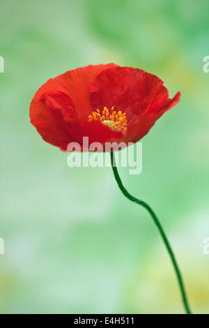 Coquelicot, pavot, Papaver nudicaule islandais 'Champagne Bubbles'. Banque D'Images