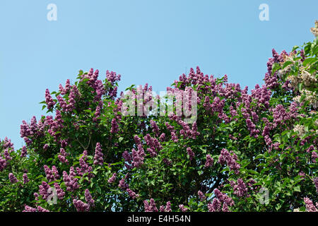 Arbre aux papillons (Buddleia davidii), peut-être 'Pink Delight', en pleine floraison. Banque D'Images