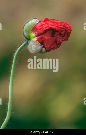 Coquelicot, pavot, Papaver nudicaule islandais 'Champagne Bubbles'. Banque D'Images