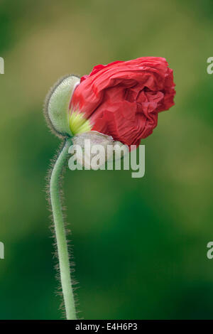 Coquelicot, pavot, Papaver nudicaule islandais 'Champagne Bubbles'. Banque D'Images