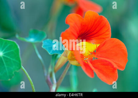 Capucine, Tropaeolum majus 'Arrière' mixte. Banque D'Images