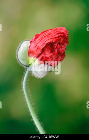 Coquelicot, pavot, Papaver nudicaule islandais 'Champagne Bubbles'. Banque D'Images