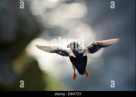 Un Macareux moine (Fratercula arctica) en vol. Banque D'Images