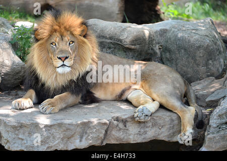African lion mâle adulte portant sur des rochers Banque D'Images