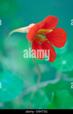 Capucine, Tropaeolum majus 'Arrière' mixte. Banque D'Images