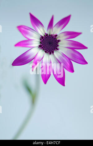 Cinéraire, Pericallis x hybrida Senetti baby Magenta Bicolor 'Sunseneribuba'. Banque D'Images