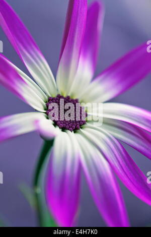 Cinéraire, Pericallis x hybrida Senetti baby Magenta Bicolor 'Sunseneribuba'. Banque D'Images